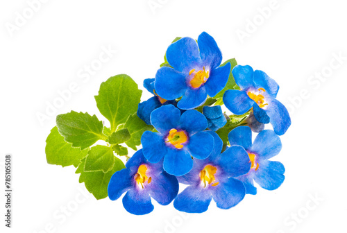 sutera flowers isolated photo