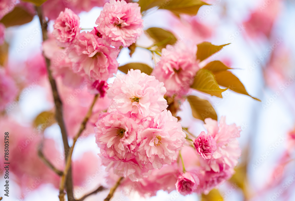 Obraz premium sakura flowers