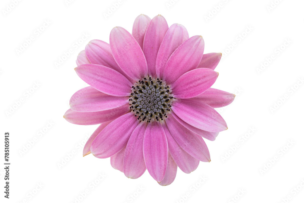 beautiful Osteospermum flower