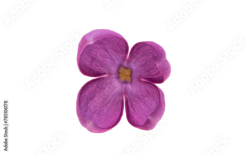 lilac flowers isolated