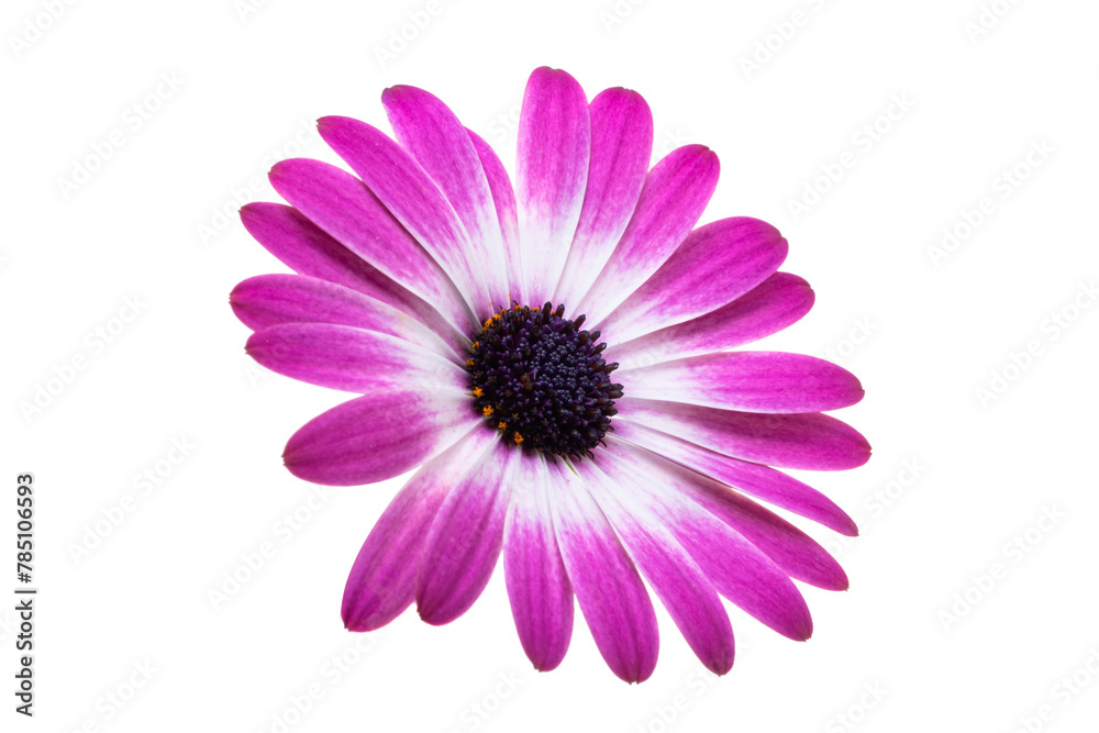 Obraz premium beautiful Osteospermum flower isolated