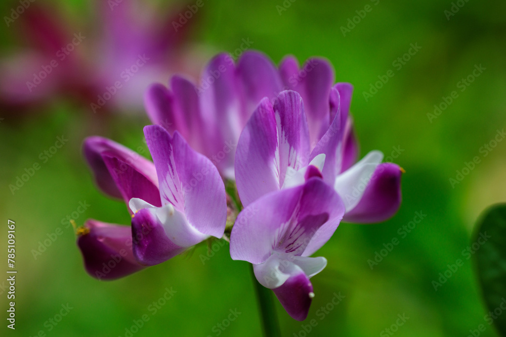 Fototapeta premium 草原に広がる蓮華草