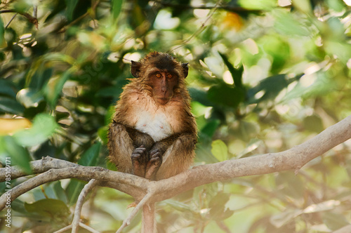 Canvas Print A cute monkey lives in a mangrove forest of Thailand.