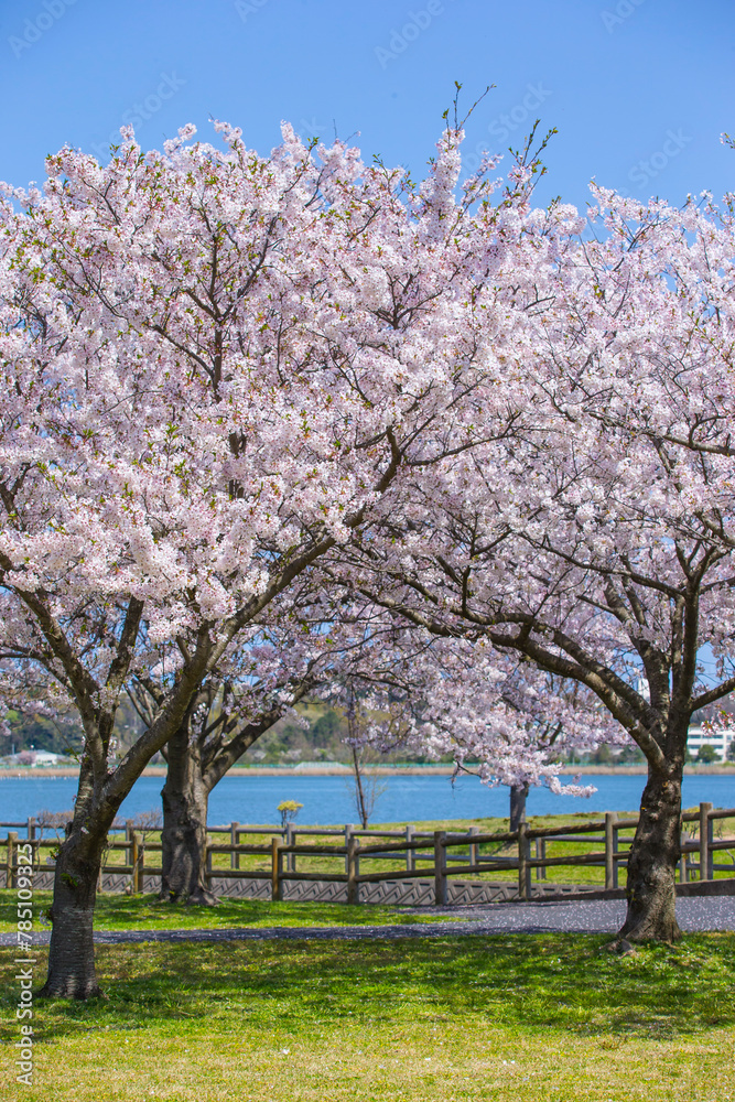 満開の桜の花と湖山池 鳥取県 湖山池 満開の桜の花と湖山池 鳥取県 湖山池
