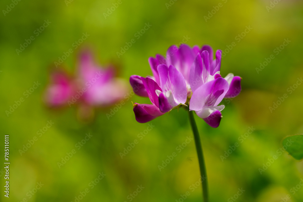 草原に広がる蓮華草 草原に広がる蓮華草