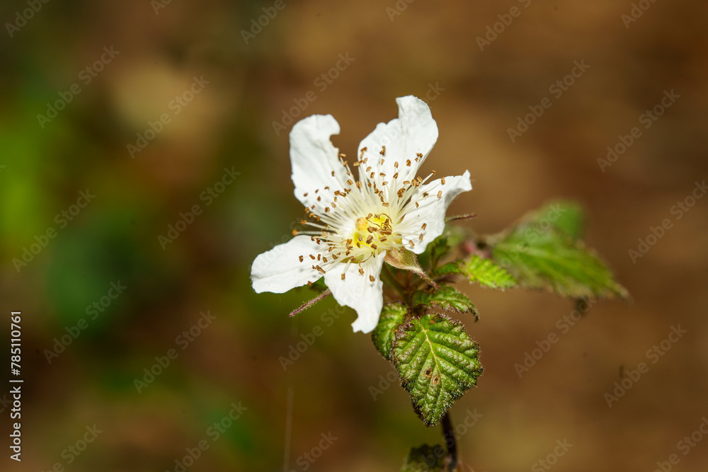 Fototapeta premium 白い花の草イチゴ
