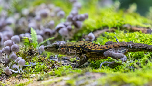 Eidechse in Costa Rica