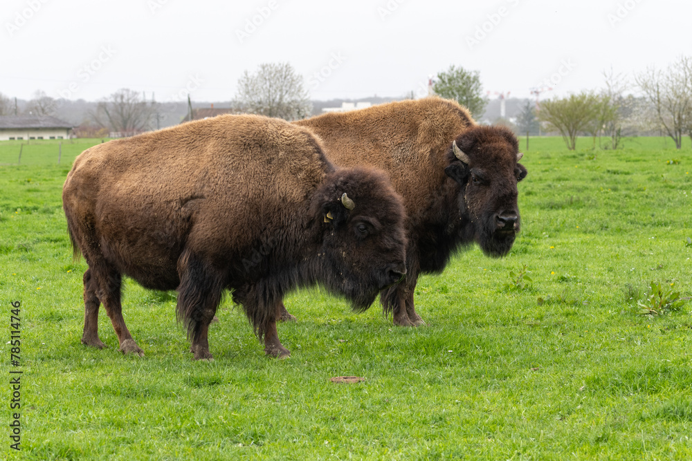 bisons au pâturage, élevage Suisse