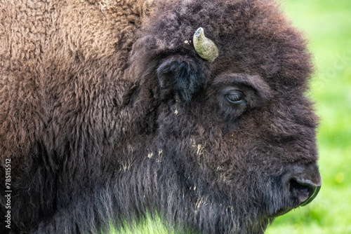 Portrait de profil d'un bison photo