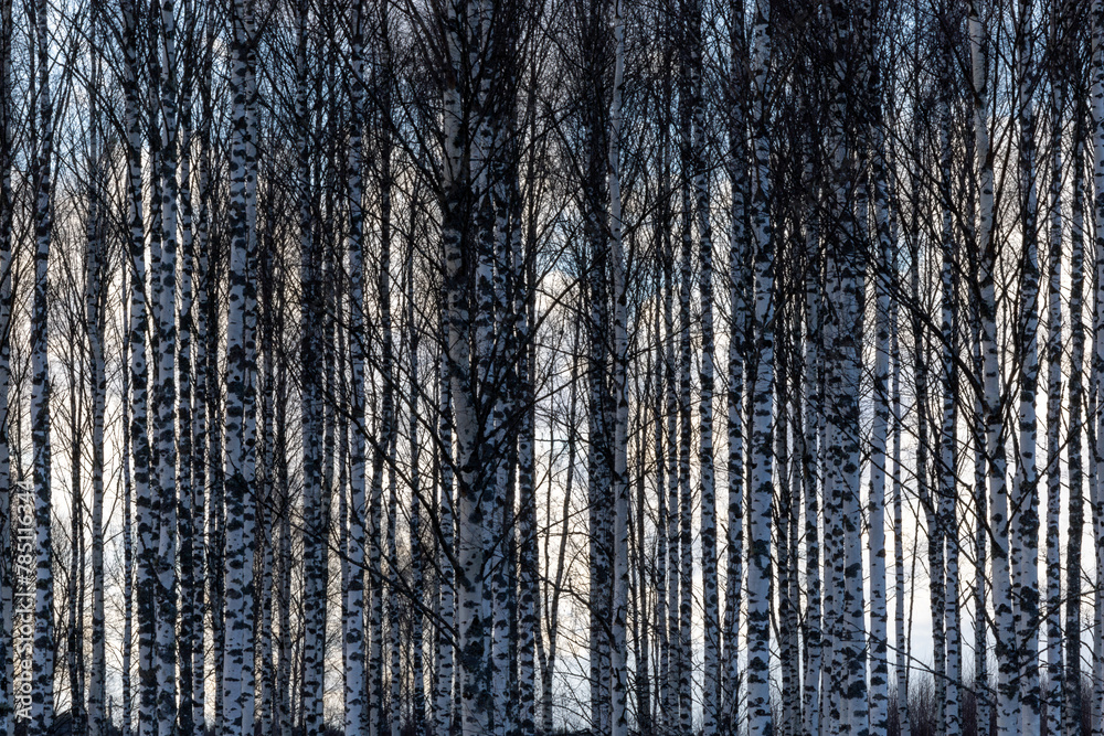 Vallentuna, Sweden A stand of birches in a field with dark ominous storm clouds. Vallentuna, Sweden A stand of birches in a field with dark ominous storm clouds.