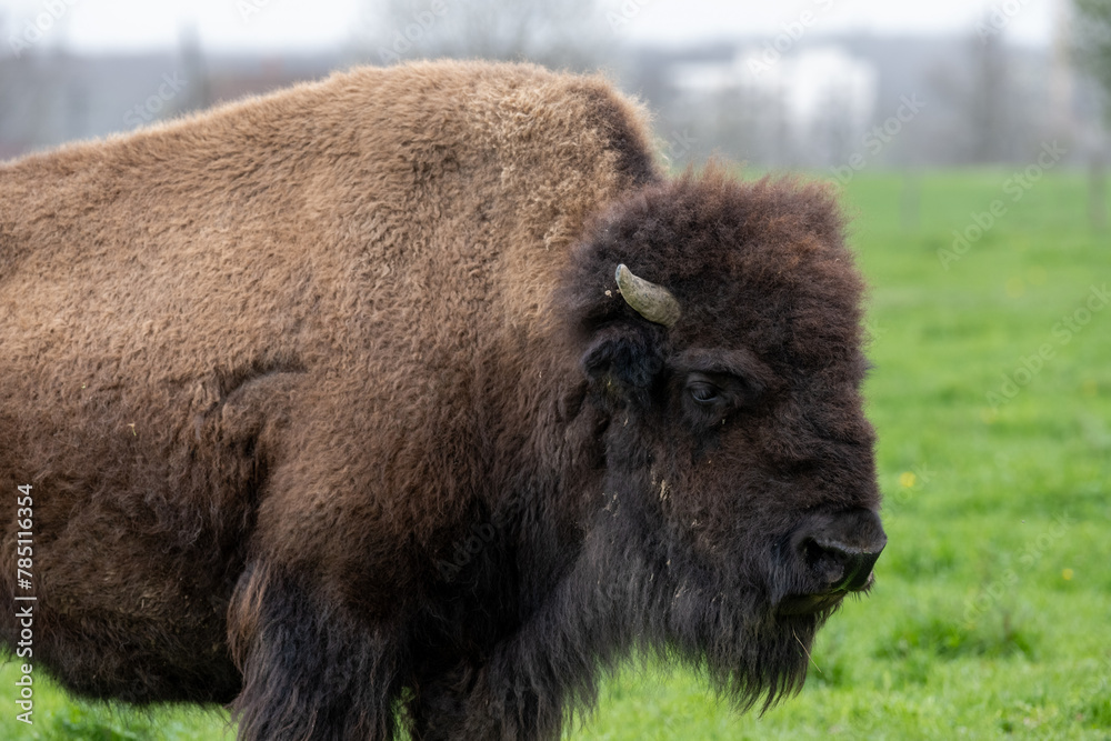 Portrait d'un bison Portrait d'un bison