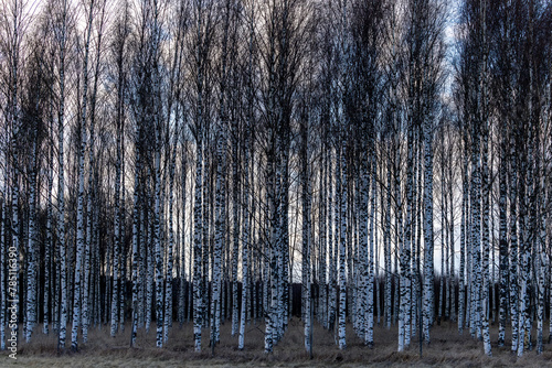 Vallentuna, Sweden A stand of birches  in a field with dark ominous storm clouds. photo