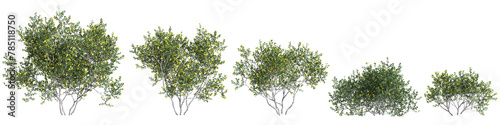 3d illustration of set Larrea cuneifolia tree isolated on transparent background photo