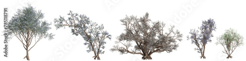 3d illustration of set Psorothamnus spinosus tree isolated on transparent background photo