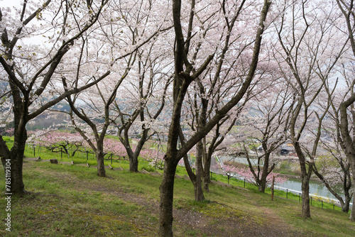 桜　丸亀市飯山総合運動公園(香川県) © KOZO