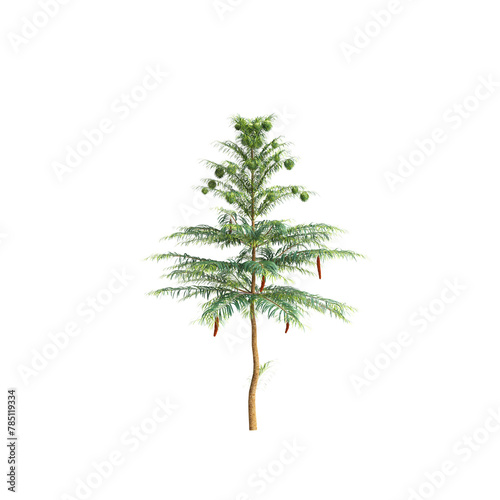 3d illustration of Wollemia nobilis tree isolated on transparent background photo