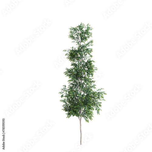 3d illustration of Agathis robusta tree isolated on transparent background