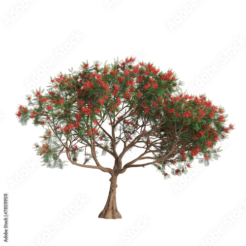 3d illustration of Delonix regia tree isolated on transparent background
