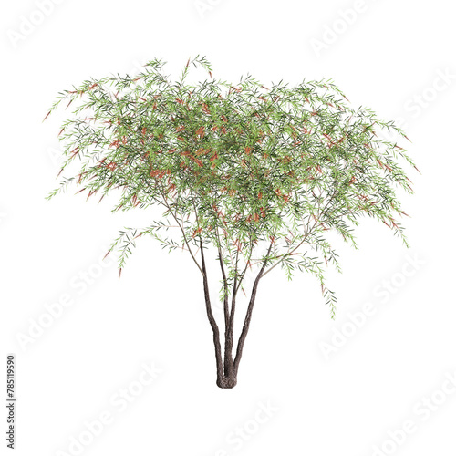 3d illustration of Callistemon viminalis tree isolated on transparent background photo