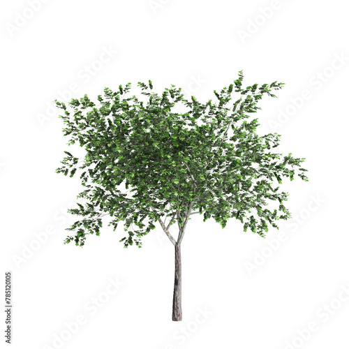 3d illustration of Platanus acerifolia tree isolated on transparent background