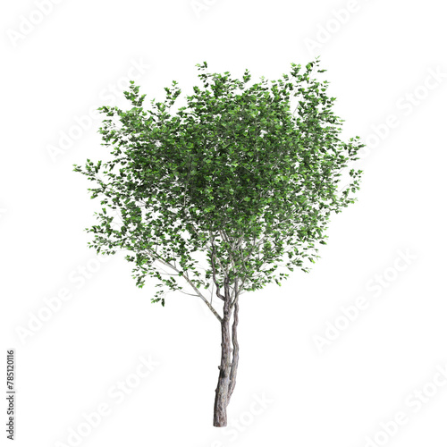 3d illustration of Platanus acerifolia tree isolated on transparent background photo