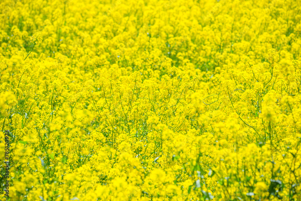 一面に咲いた菜の花 鳥取県 青島