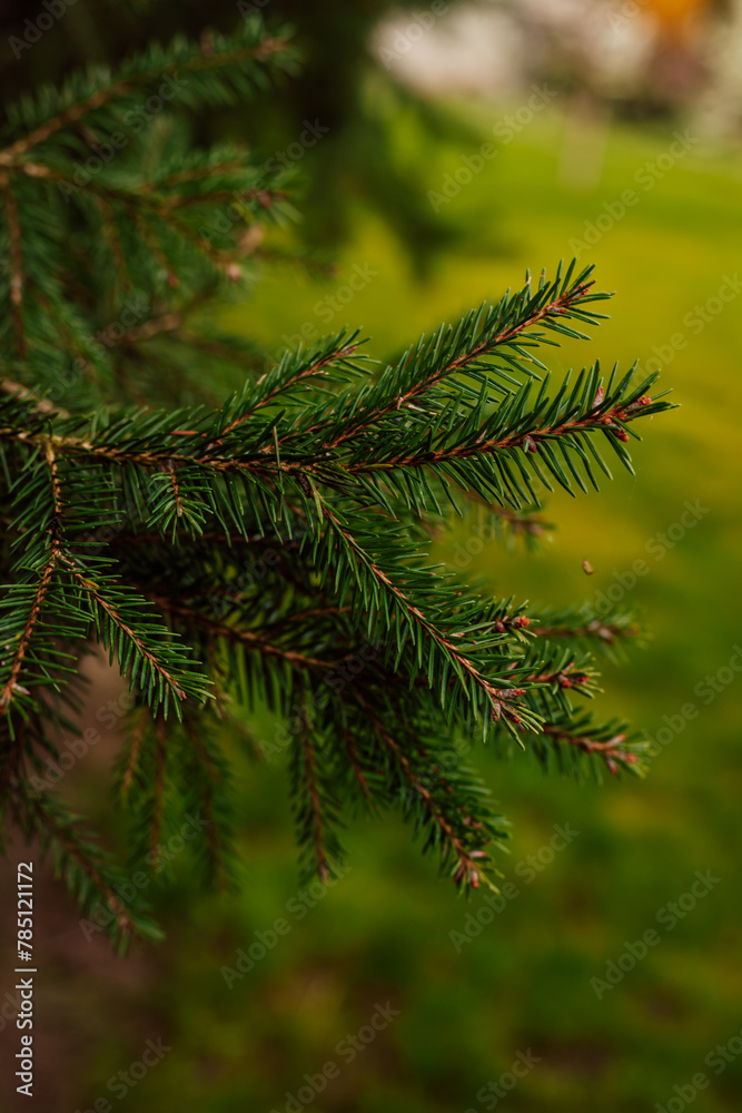 Young branches of a Christmas tree. Spring forest. Protecting nature