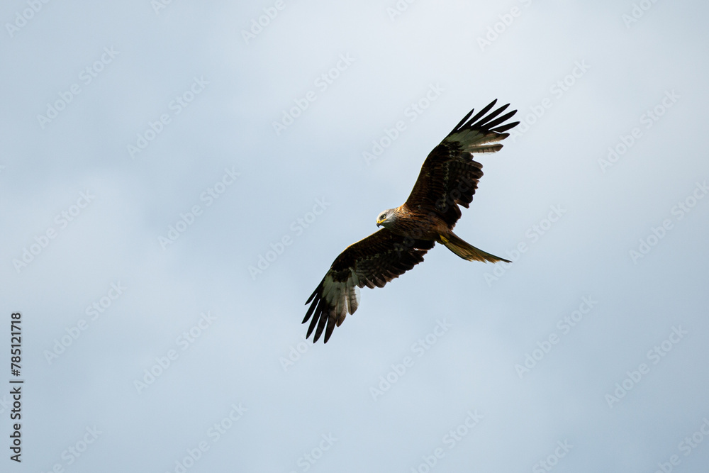 Obraz premium Red kite soaring high in the sky.