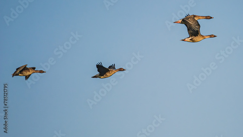 Foto A flock of wild geese flying against the blue sky