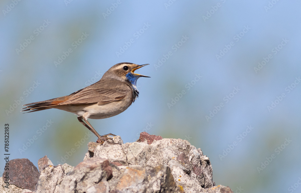 Bluethroat, Luscinia svecica. A bird sits on a rock and sings Bluethroat, Luscinia svecica. A bird sits on a rock and sings