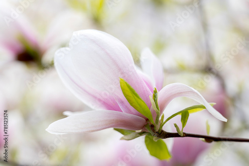 Blooming magnolia tree in spring , pastel color