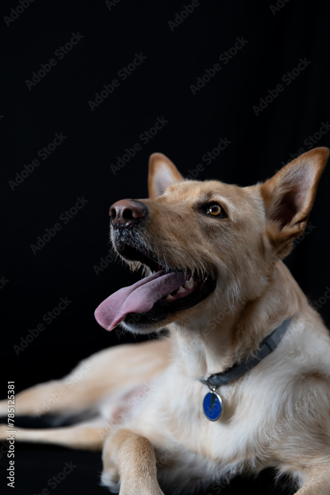 Breedless dog posing in photo studio with black background and tongue out