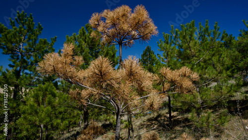 Dried trees in front of the blue sky. Pine and maple trees drying out due to disease or lack of water. Dry tree and branches.