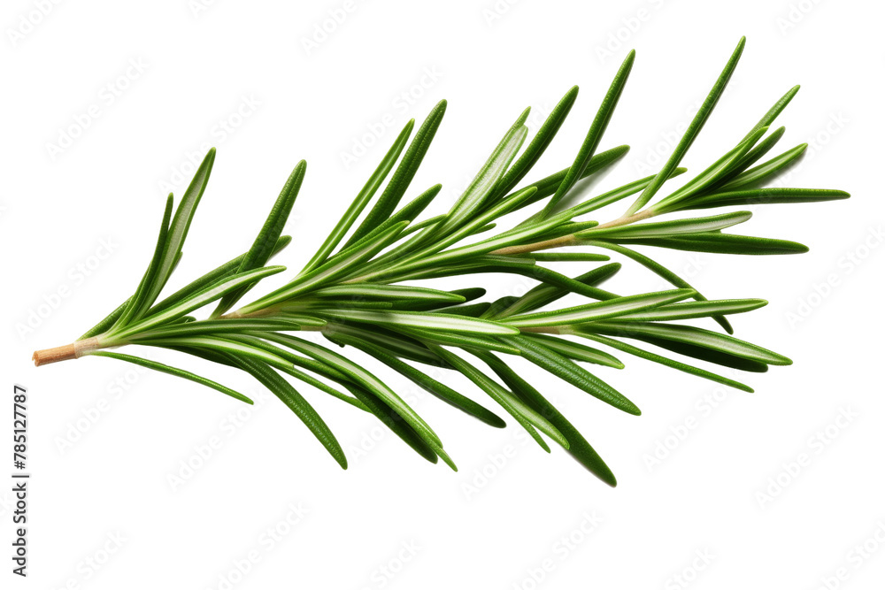 Whispers of Nature: An Intimate Glimpse at a Tree Branch. On White or PNG Transparent Background. Whispers of Nature: An Intimate Glimpse at a Tree Branch. On White or PNG Transparent Background.