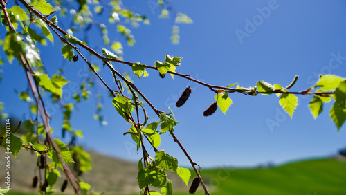 Trees blooming in spring. The first flowers and seeds of different types of plants such as maple. Leaves in front of blue sky. The focus is on the front.