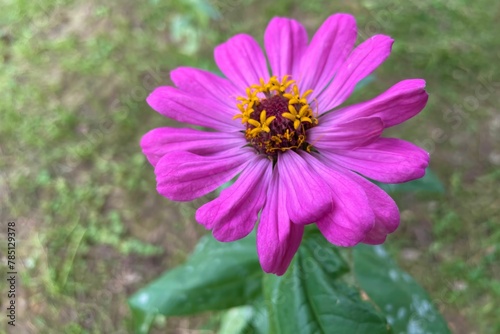 Purple Zinnia flower in the garden