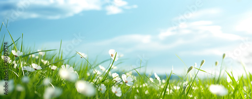 Abstract grass flower in front and landscape green field  and blue sky background.for natural concepts banner and key visual design
