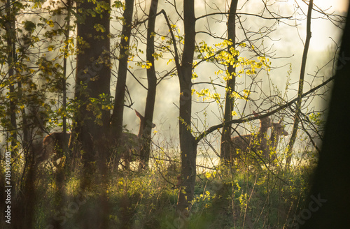 Jeleniowate - sarny i jelenie - dzika przyroda © MarcinRoj.Fotografia