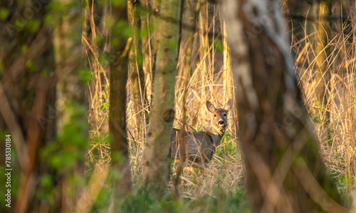 Jeleniowate - sarny i jelenie - dzika przyroda © MarcinRoj.Fotografia