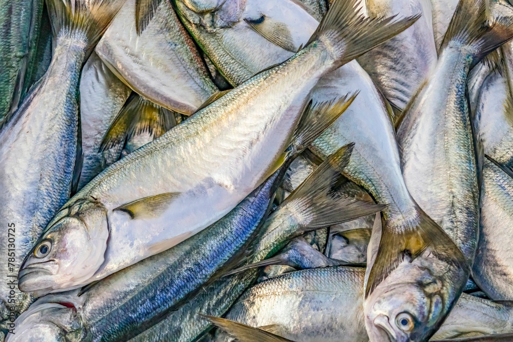 Obraz premium Fresh fish ready for sale at the fishing stall