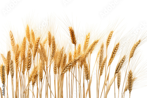 Whispers of Golden Harvest: Close-Up of Wheat Sheathes on White. On White or PNG Transparent Background. photo