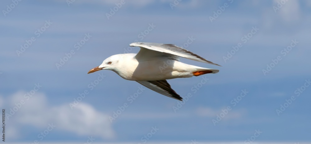Fototapeta premium seagull in flight