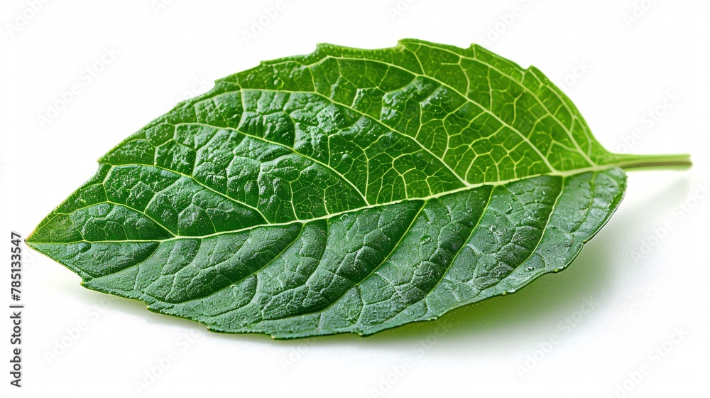 Basil leaf on blank backdrop. Basil leaf on blank backdrop.