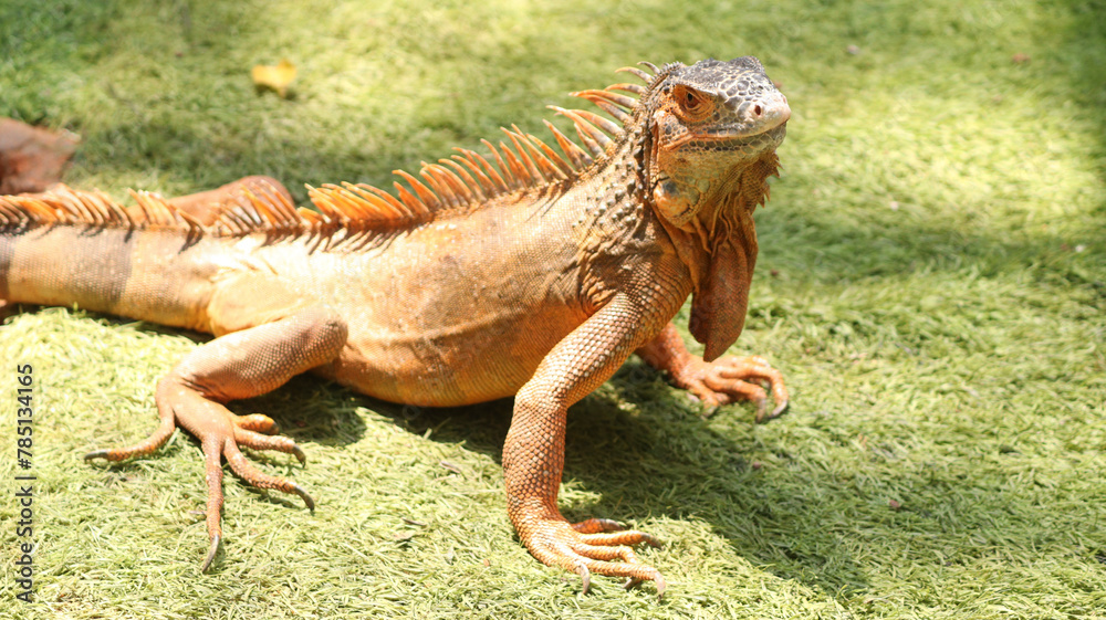 Naklejka premium Beautiful view of a lizard in the garden