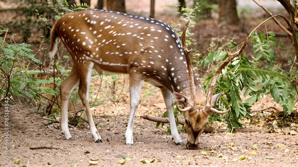 Naklejka premium Image of a single brown spotted deer eating from the ground.