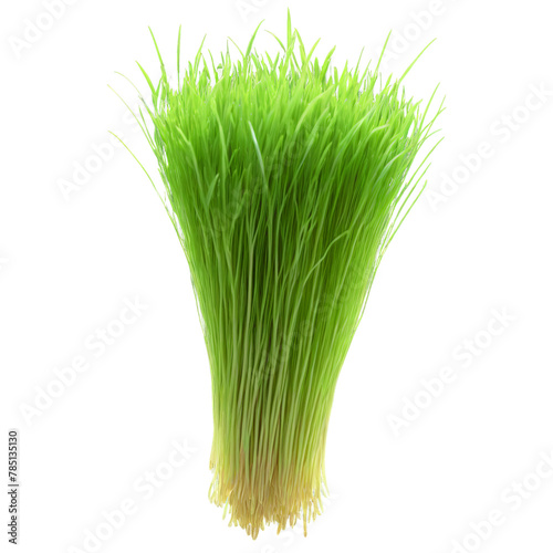 Barley microgreens Hordeum vulgare bright green leaves with a hint of blue neatly displayed Microgreen © panophotograph