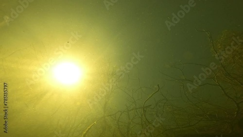 A carp filmed from below the surface. photo