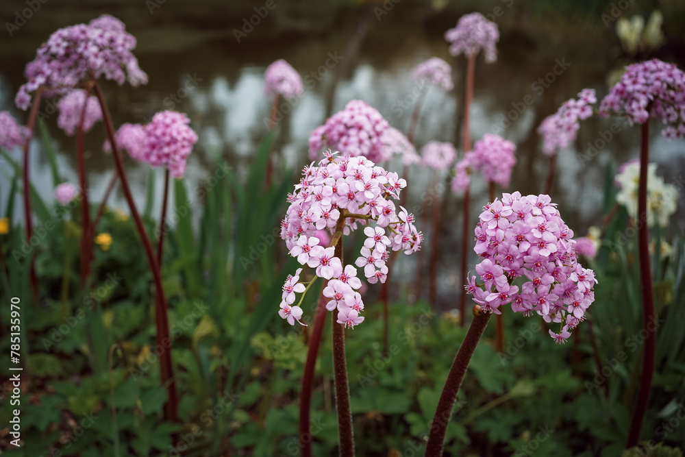 Pink long stemmed flowers in abundance on the edge of the river