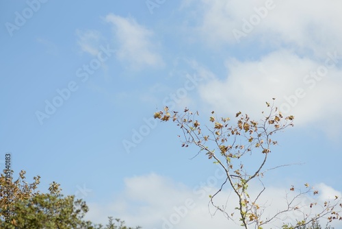 View of tree branches under a blue sky on a clear day in SanDiego, US photo