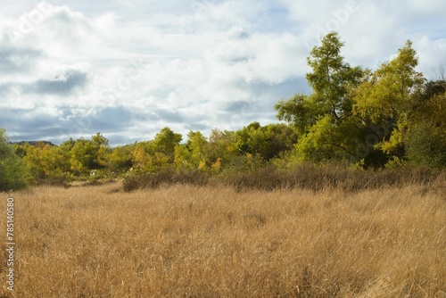 Yellow field with trees and a cloudy blue sky in the background perfect for wallpapers